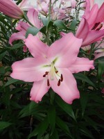 [4188 Missoni VZ No102.JPG]